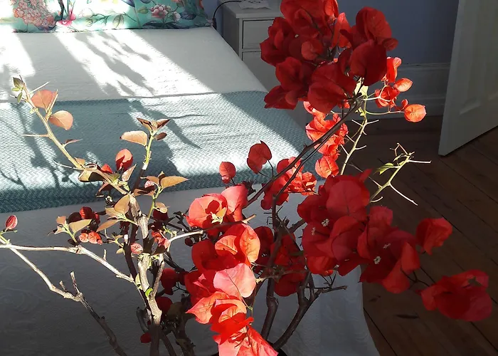 Casa كويمبرا