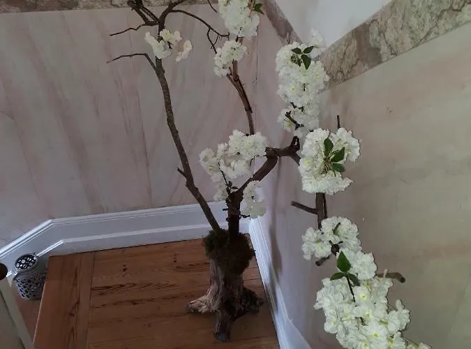 Casa コインブラ